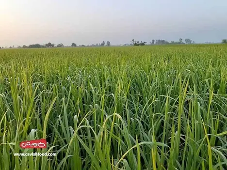 شالیزار برنج