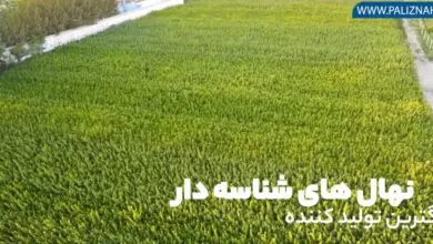 اعلام لیست قیمت نهال میوه توسط پالیز نهال