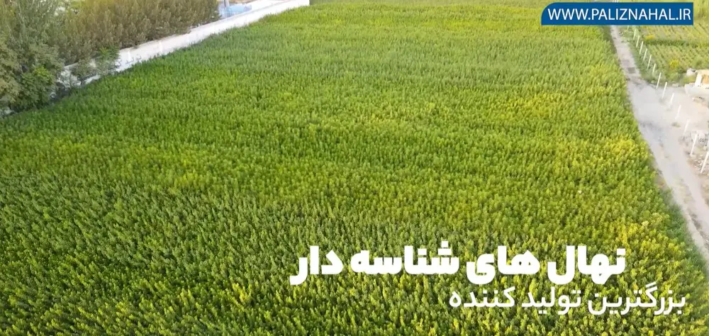 اعلام لیست قیمت نهال میوه توسط پالیز نهال