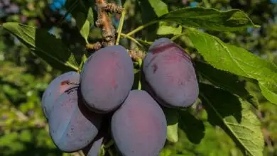 آیا آلو برای کبد چرب مفید است؟