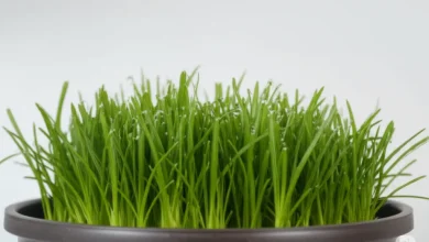 خداحافظی با پشه‌ها