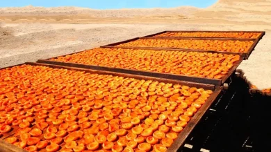 راهنمای جامع آموزش خشک کردن زردآلو به روش سنتی (با حفظ کیفیت و طعم)
