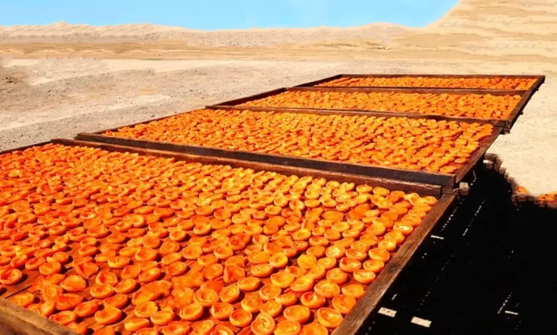 راهنمای جامع آموزش خشک کردن زردآلو به روش سنتی (با حفظ کیفیت و طعم)
