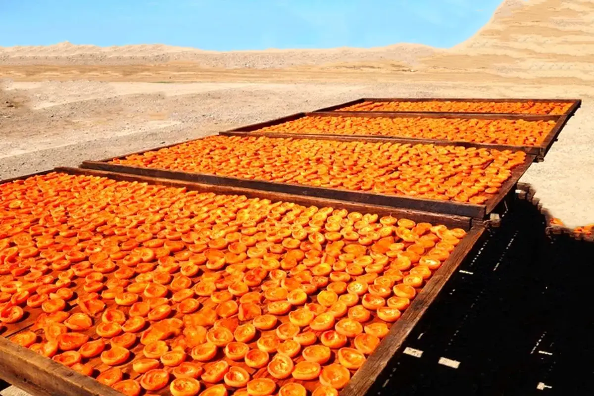 راهنمای جامع آموزش خشک کردن زردآلو به روش سنتی (با حفظ کیفیت و طعم)