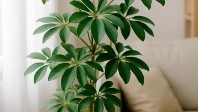 رازهای نگهداری از گیاه شفلرا | تجربه و تحلیل واقعی شرایط رشد بهتر