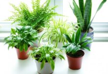 5 گیاه آپارتمانی با رشد سریع در گلدان