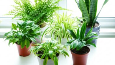 5 گیاه آپارتمانی با رشد سریع در گلدان