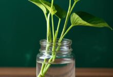 روش قلمه زدن پیتوس در خانه