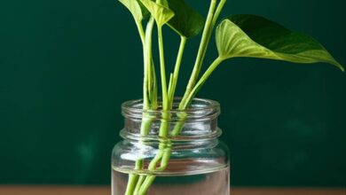 روش قلمه زدن پیتوس در خانه