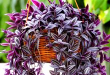 راهنمای جامع نگهداری گیاه برگ بیدی