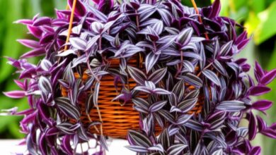 راهنمای جامع نگهداری گیاه برگ بیدی