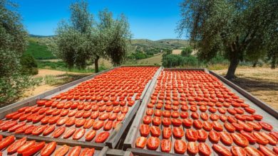 خشک کردن گوجه فرنگی در آفتاب: یه روش خونگی خوشمزه و آسون!