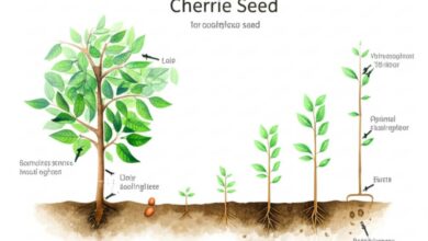 آموزش نگهداری و زمان کاشت هسته گیلاس