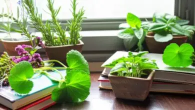 بهترین گیاهان جهت تقویت حافظه