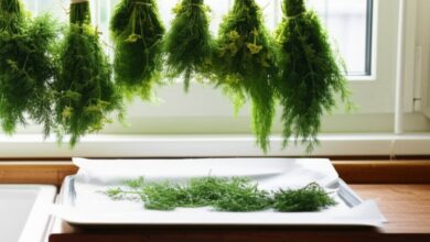 خشک کردن شوید در خانه