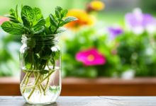 روش کاشت نعناع در آب