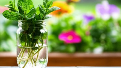 روش کاشت نعناع در آب