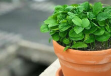 آموزش کاشت سبزه عید با نارنج جهت نوروز 1405