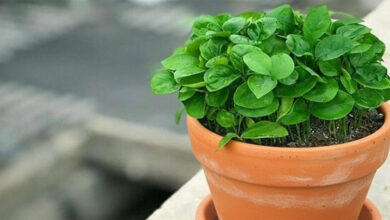 آموزش کاشت سبزه عید با نارنج جهت نوروز 1405