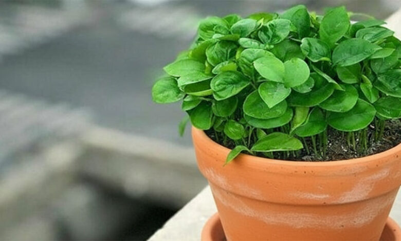 آموزش کاشت سبزه عید با نارنج جهت نوروز 1405