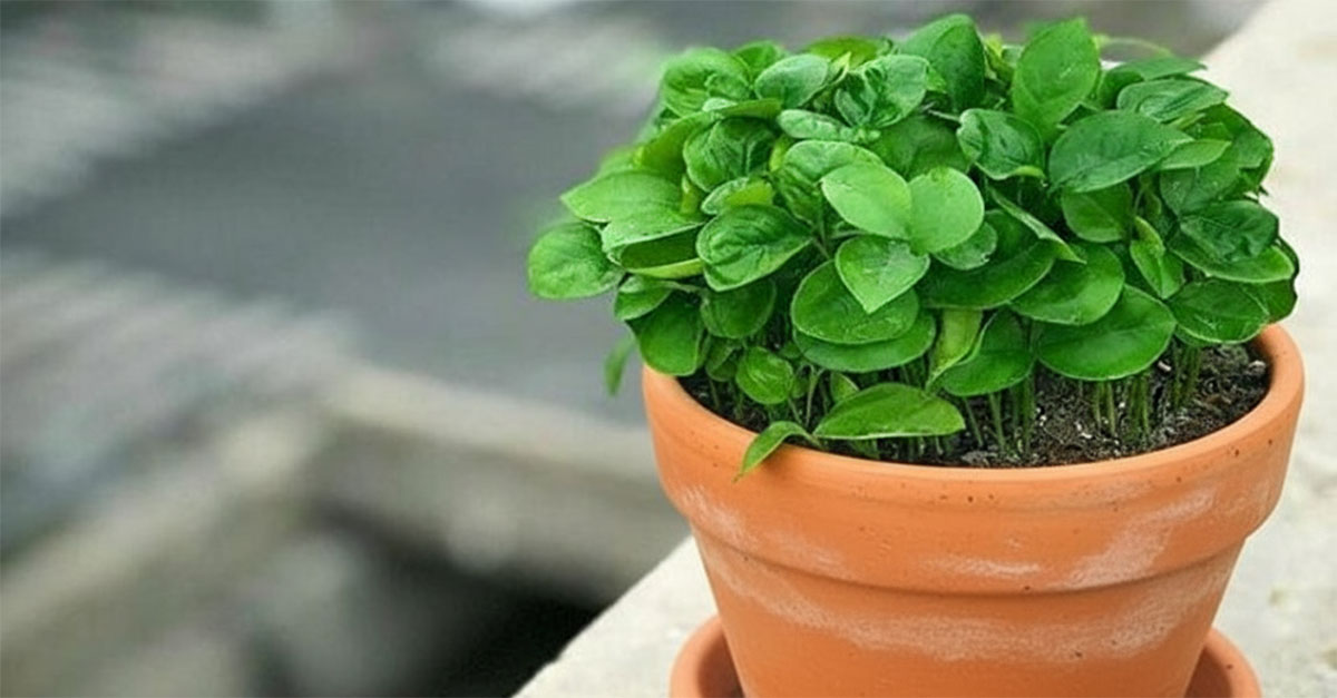 آموزش کاشت سبزه عید با نارنج جهت نوروز 1405